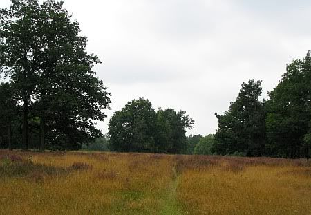 Schavener Heide