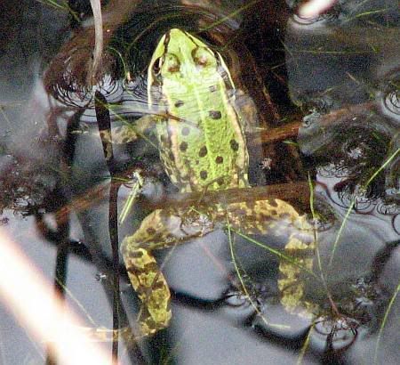 Frog Schavener Heide