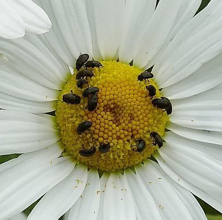Beetles in  Flower