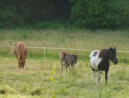 Horses near Satzvey