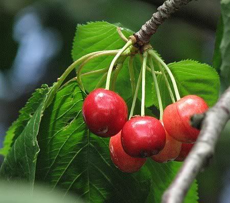 Cherries near Elsig