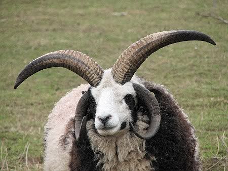 Sheep Wisskirchen