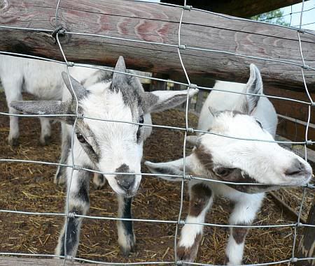 Goats at Horremer Muehle