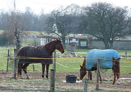 Horses Rosmarhof
