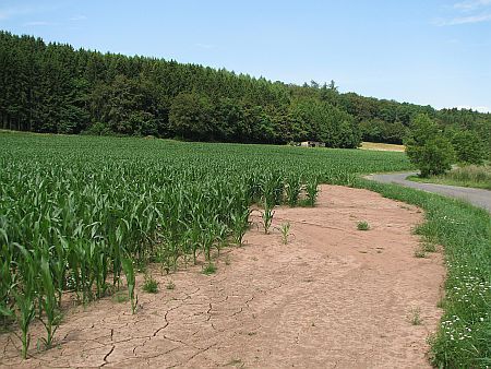 Corn Field Niederbettingen photo 121-Mais_Erosion_N_Niederbettingen_zps89c744a1.jpg