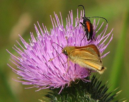 Butterfly Gerolsteiner Stadtwald photo 33-Kaefer_Distel_Gerolsteiner_Stadtwald_zps5b7e89f0.jpg