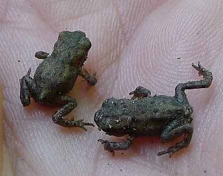 Frogs Moderbachtal