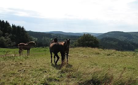 Horses near Hoenningen