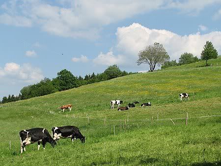 Landscape near Berlingen
