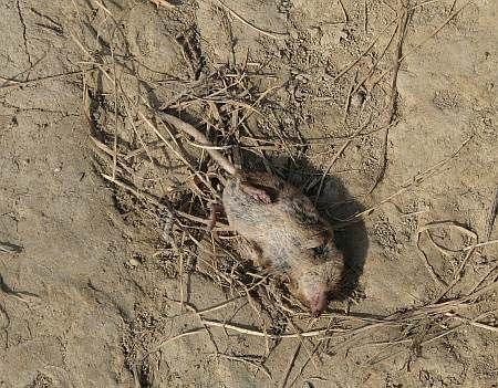 Dead Mouse Zickelburg photo 05-tote_Maus_Anstieg_Zickelberg_zpsyb25tysh.jpg