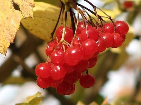 Traubenholunderbeeren (vermutet)