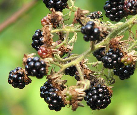 Blackberries Mehlem