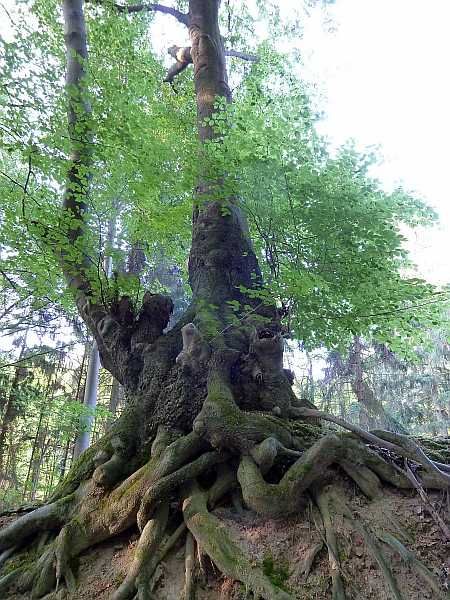 Tree Ofenkaul