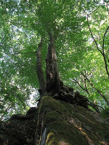 Tree Stone Pit Lohrberg
