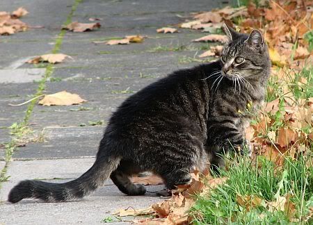 Cat in Niederbachem