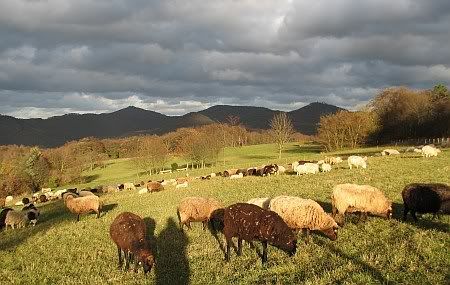 Sheeps at Rodderberg