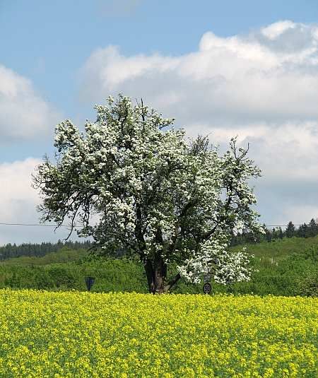 Tree east of Bruchhausen