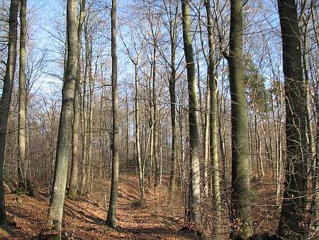 Forest at Leyberg