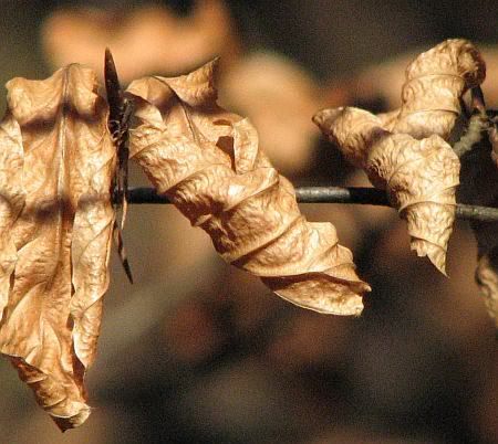 Beech  Leafs