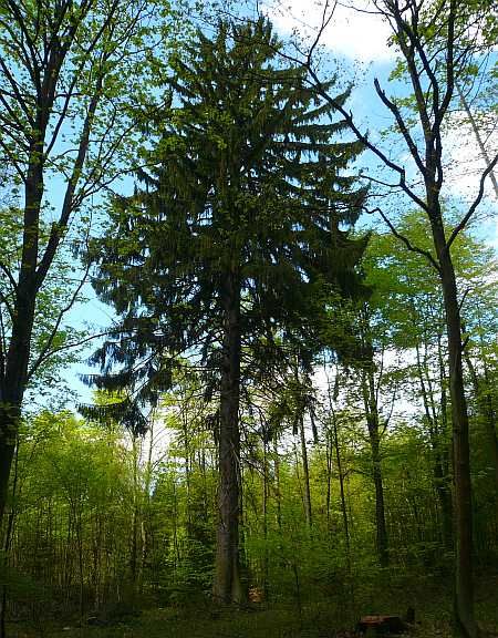 Spruce - Oldest Tree Forest Unkel