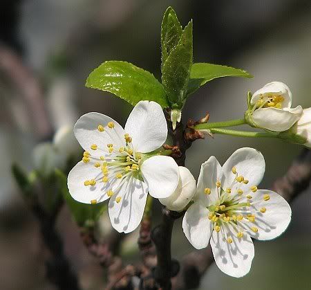 Blooms Apple Tree