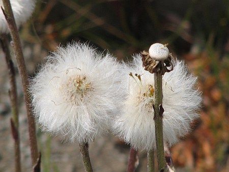 Flower at Minderberg