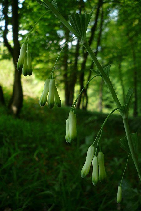 Flower at Meerberg Mountain