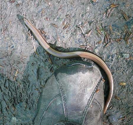 Asberg Slow Worm