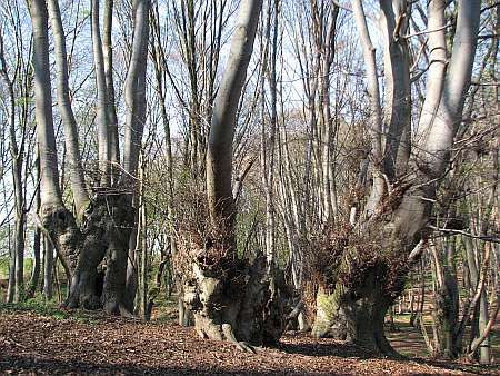 Beech Forest  Niederbachem