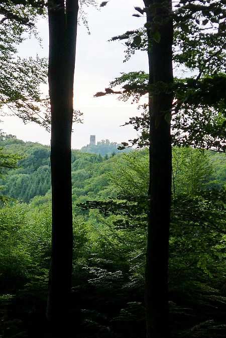 Forest Landscape Annatal
