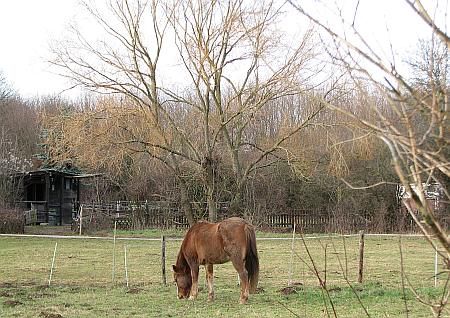 Horse near House Boisdorf