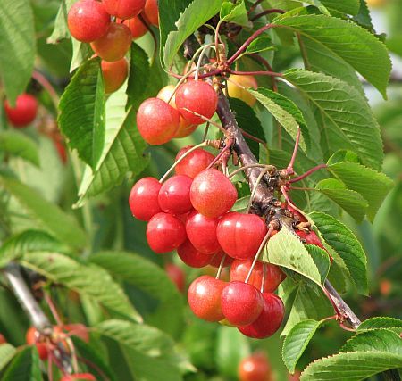 Cherries near Uedingen photo 120-Kirschen_S_Uedingen_zpseb27b563.jpg