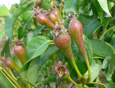 Pear near Boich