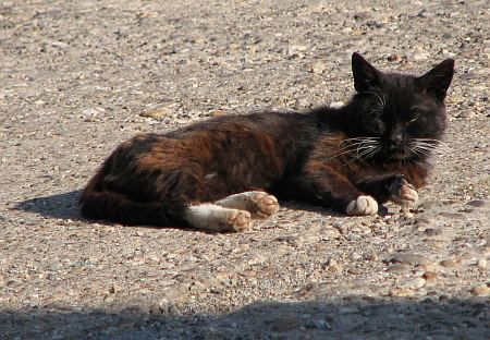 Cat in Kreuzau