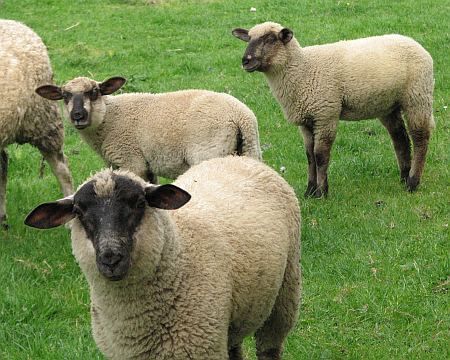 Sheeps in Winden