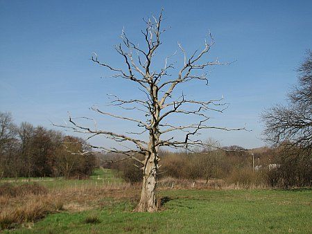 Dead Tree near Horm photo 46-Toter_Baum_N_Horm_zpstv7yulum.jpg