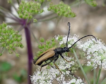 Insect Tiefenbachtal