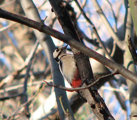 Great spotted woodpecker near Krauthausen photo 62-Buntspecht_N_Krauthausen_zps8a19df81.jpg