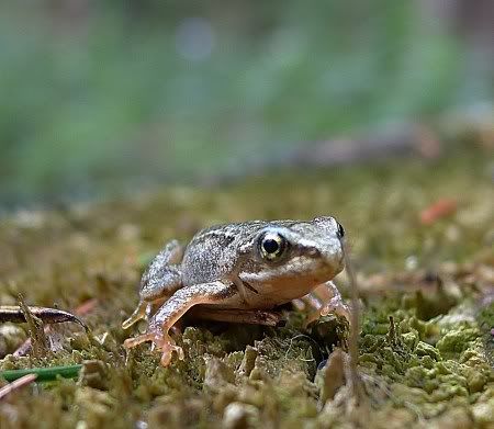 Frog Kaller Bachtal