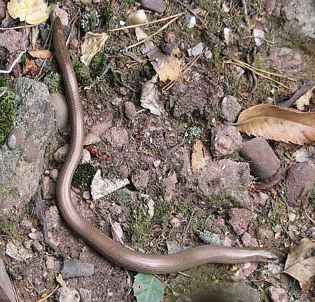 Blindschleiche near Eugenienstein