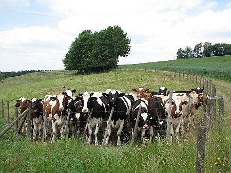 Cows near Steinborn photo 31-Rinder_NW_Steinborn_zpsjdblajlt.jpg