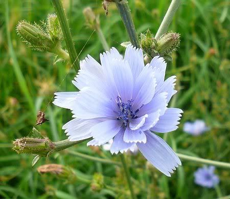 Blue Flower near Krebelshof