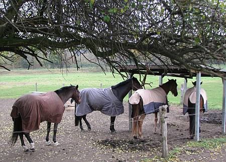 Horses at Farm Reuschenberg