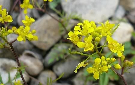 Flowers at River Rhine