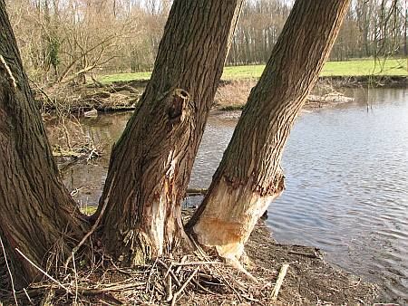 Beaver Damages Rur Flossdorf photo 45-Biberschaeden_Rur_SW_Tetz_zps0107b2b1.jpg