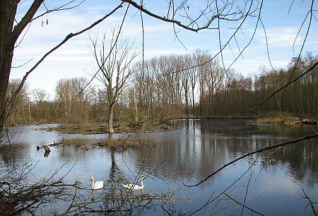 Beaver Lake near Flossdorf photo 51-Biberlandschaft_E_Flossdorf_zps7580ece0.jpg