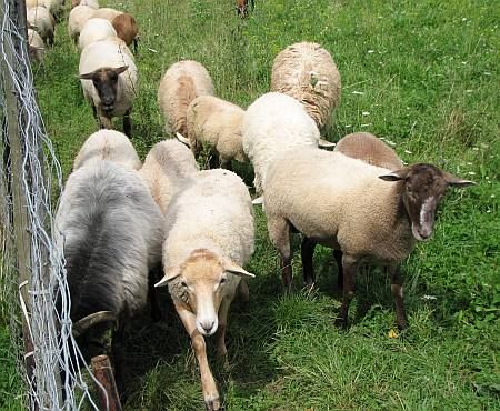 Sheeps near Leubsdorf