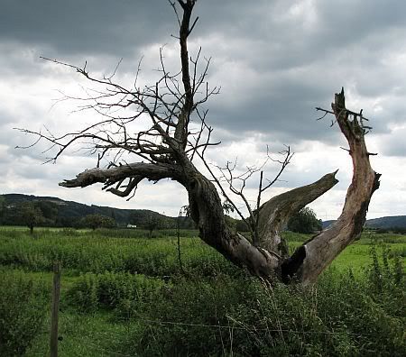 Dead Apple Tree South of Sinzig