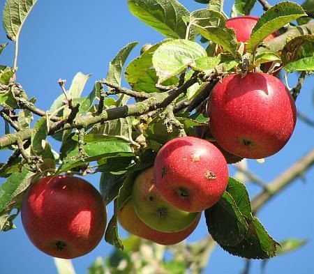 Apple Tree south of Leubsdorf
