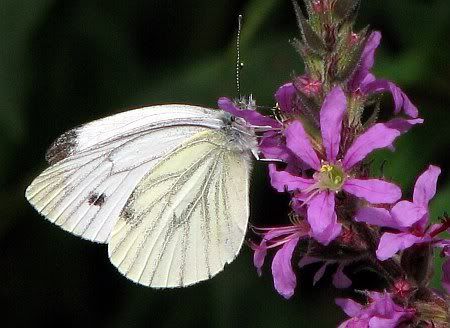Butterfly Kohlweissling